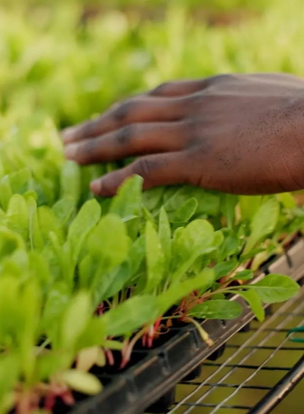 Invest in Sierra Leone, Africa - Business Opportunities for Investors in Arise IIP SEZs, Special Economic Zones.