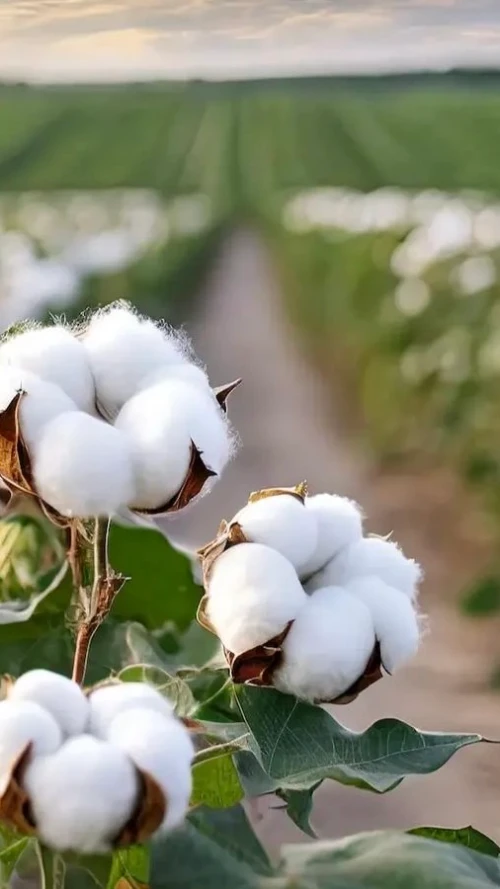 Cotton Business Investment in GDIZ, Benin, Africa, Industry Opportunities for Investors in Arise IIP SEZs, Special Economic Zones.