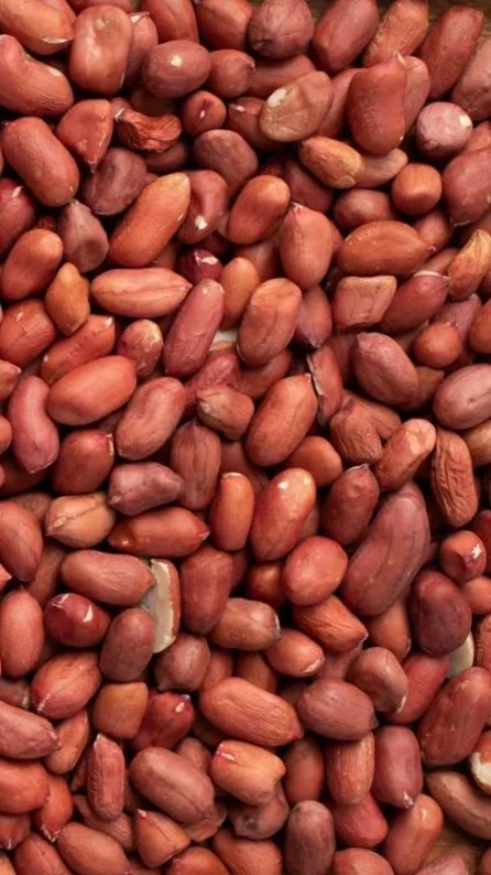 Groundnut Business Investment in ZISARH, Chad, Africa, Industry Opportunities for Investors in Arise IIP SEZs, Special Economic Zones.