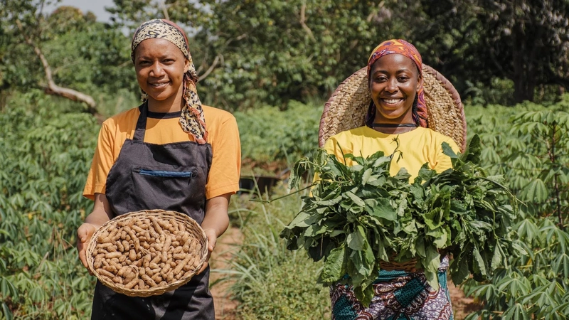 Groundnut/Peanut Processing Business