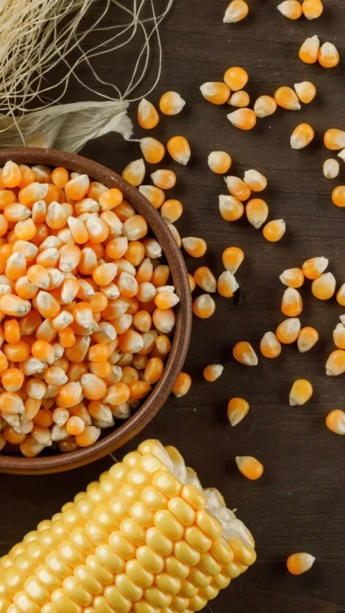 Maize Business Investment in ZISARH, Chad, Africa, Industry Opportunities for Investors in Arise IIP SEZs, Special Economic Zones.