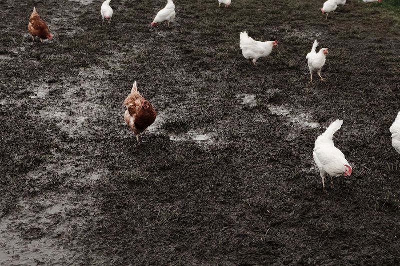 Manure Business Opportunity in BSEZ, Rwanda, Poultry Farming By-Product Markets, Africa For Investors