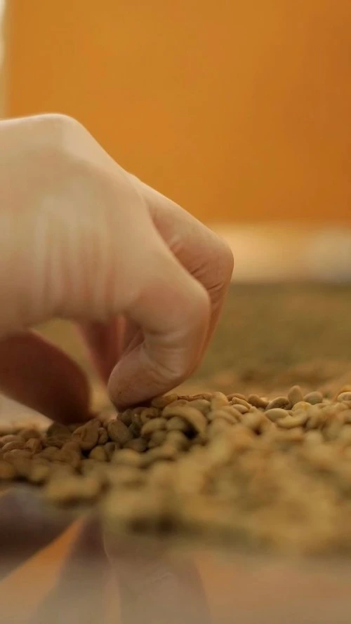 Hand picking up Dog Food, Pet Food Business