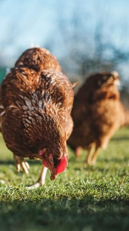 Poultry Farming Business Investment In Africa, Business Opportunities for Investors in Arise IIP SEZs, Special Economic Zones.