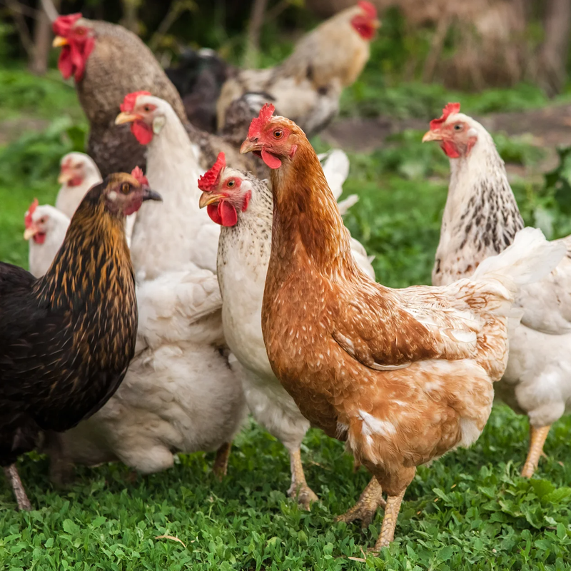 Poultry Farm