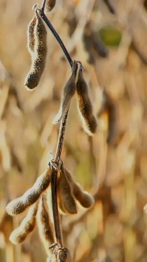 Soya Bean Business Investment in GDIZ, Benin, Africa, Industry Opportunities for Investors in Arise IIP SEZs, Special Economic Zones.