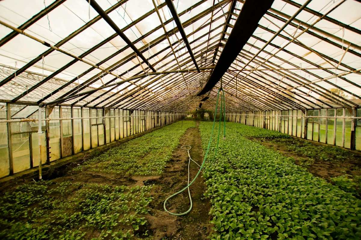 Horticulture Business Investment in BSEZ, Rwanda, Africa, Industry Opportunities for Investors in Arise IIP SEZs, Special Economic Zones.