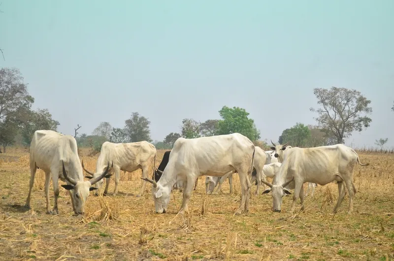 Meat Processing Capabilites & Facilities in ZILOG, Chad, Arise IIP industrial zones, SEZs of Africa For Investors