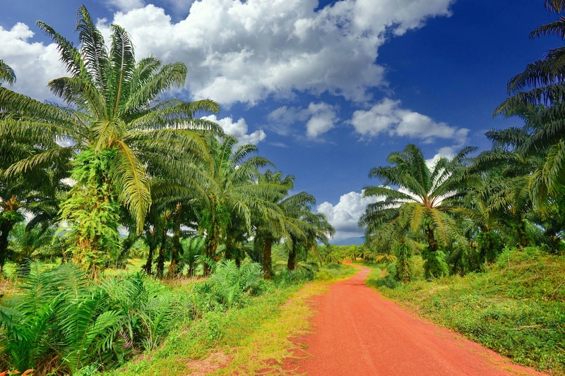 Palm Oil Plantation