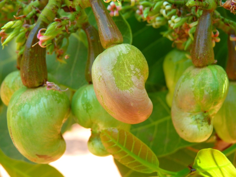 Cashew Processing