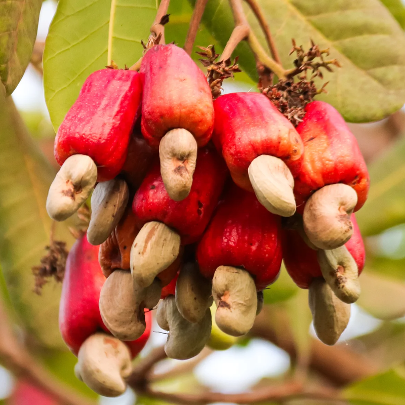 Cashew Kernel