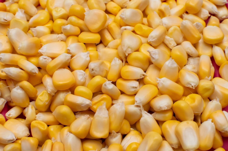 Maize