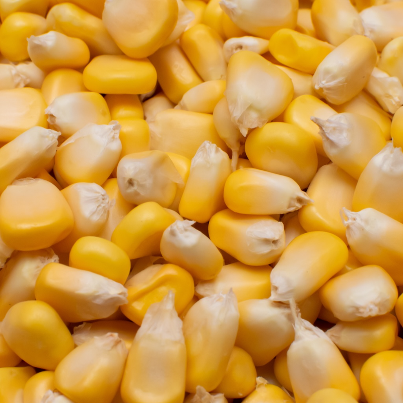 Maize