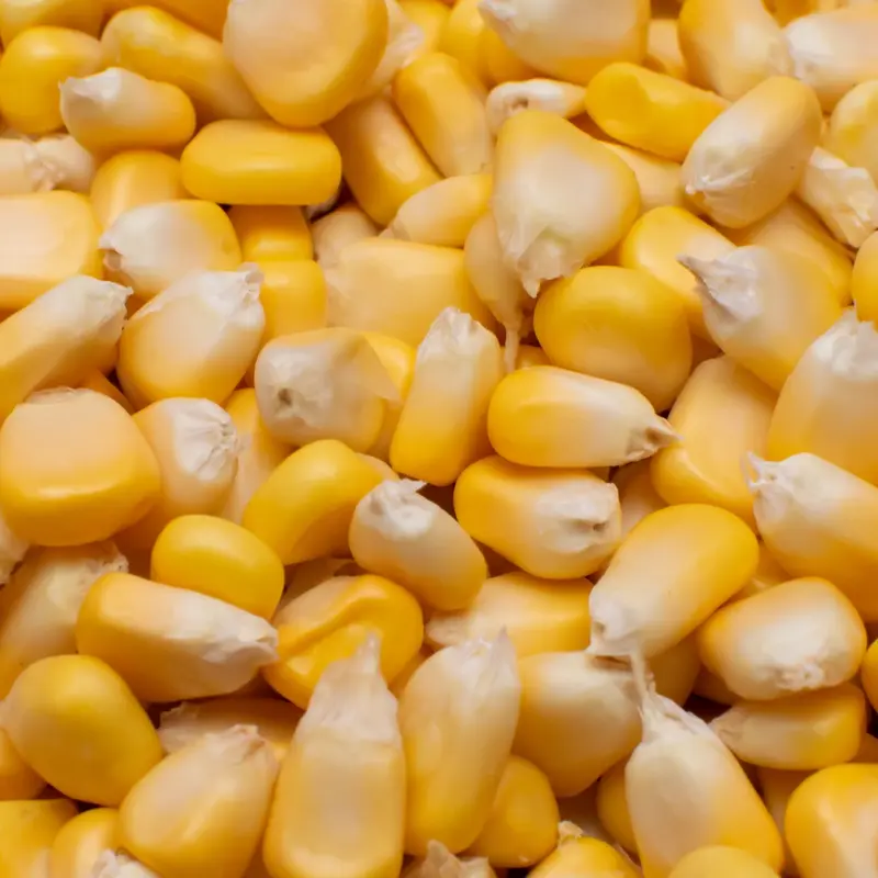 Maize Business Investment in ZISARH, Chad, Africa, Industry Opportunities for Investors in Arise IIP SEZs, Special Economic Zones.