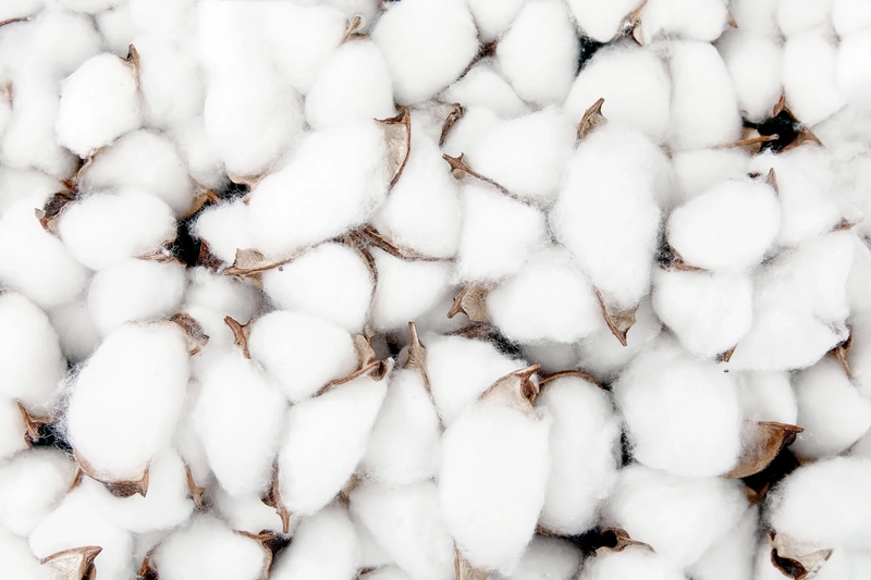 Cotton Processing