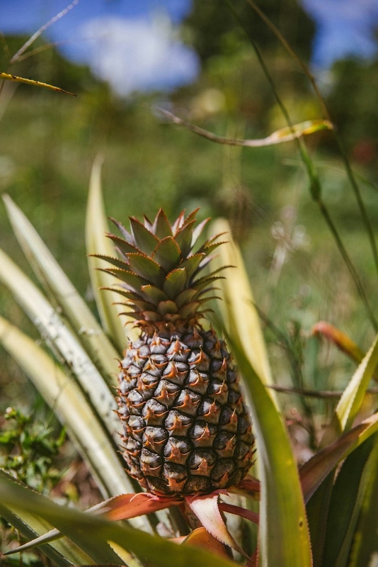 Pineapple Farming