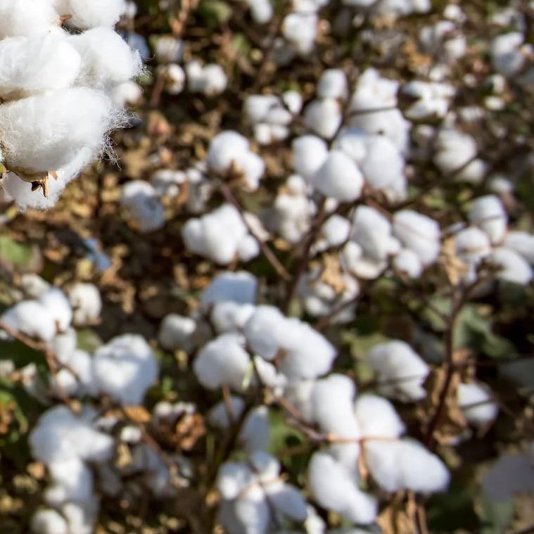 Cottonseed Cake