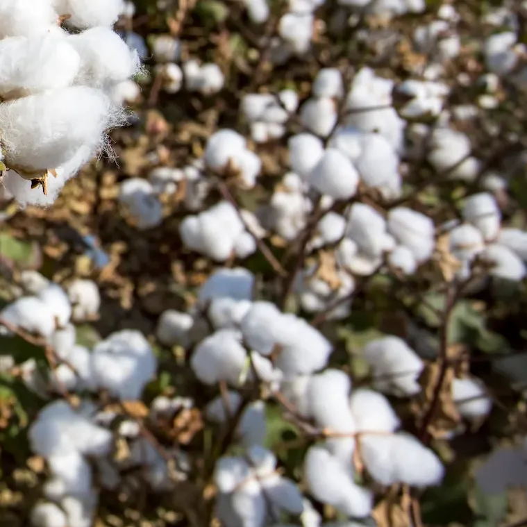 Cottonseed Cake Business Opportunity in PEIA, Ivory Coast, Cotton By-Product Markets, Africa For Investors