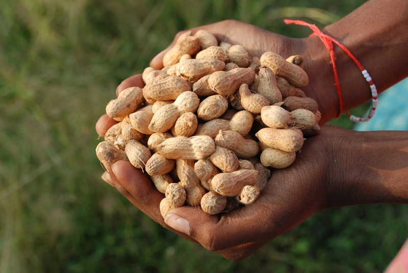 Groundnut