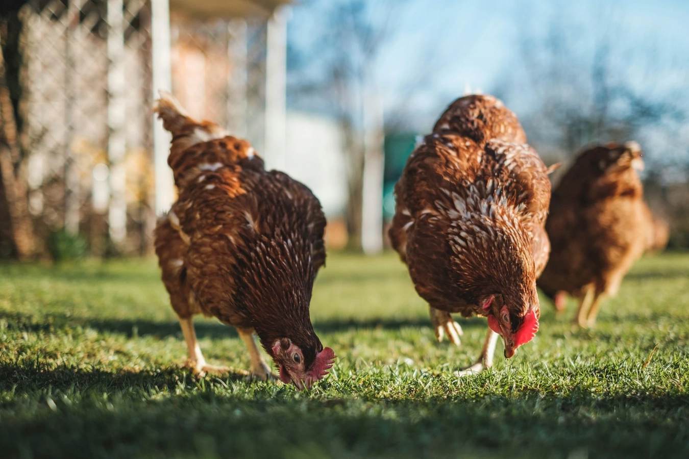 Poultry Farming Business Investment in BSEZ, Rwanda, Africa, Industry Opportunities for Investors in Arise IIP SEZs, Special Economic Zones.