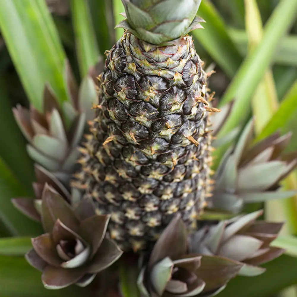 Pineapple Business Investment In Africa, Business Opportunities for Investors in Arise IIP SEZs, Special Economic Zones.