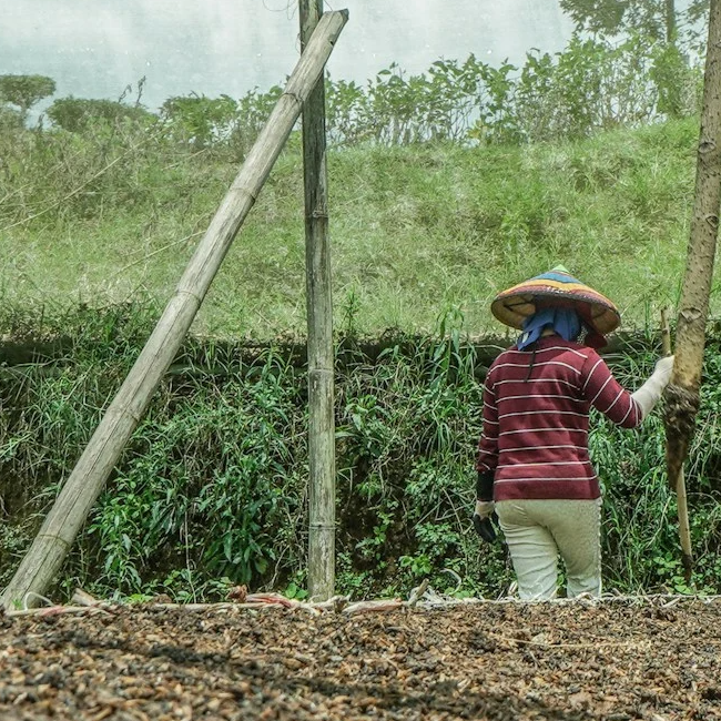 CASSAVA CAPABILITIES & FACILITIES IN RWANDA