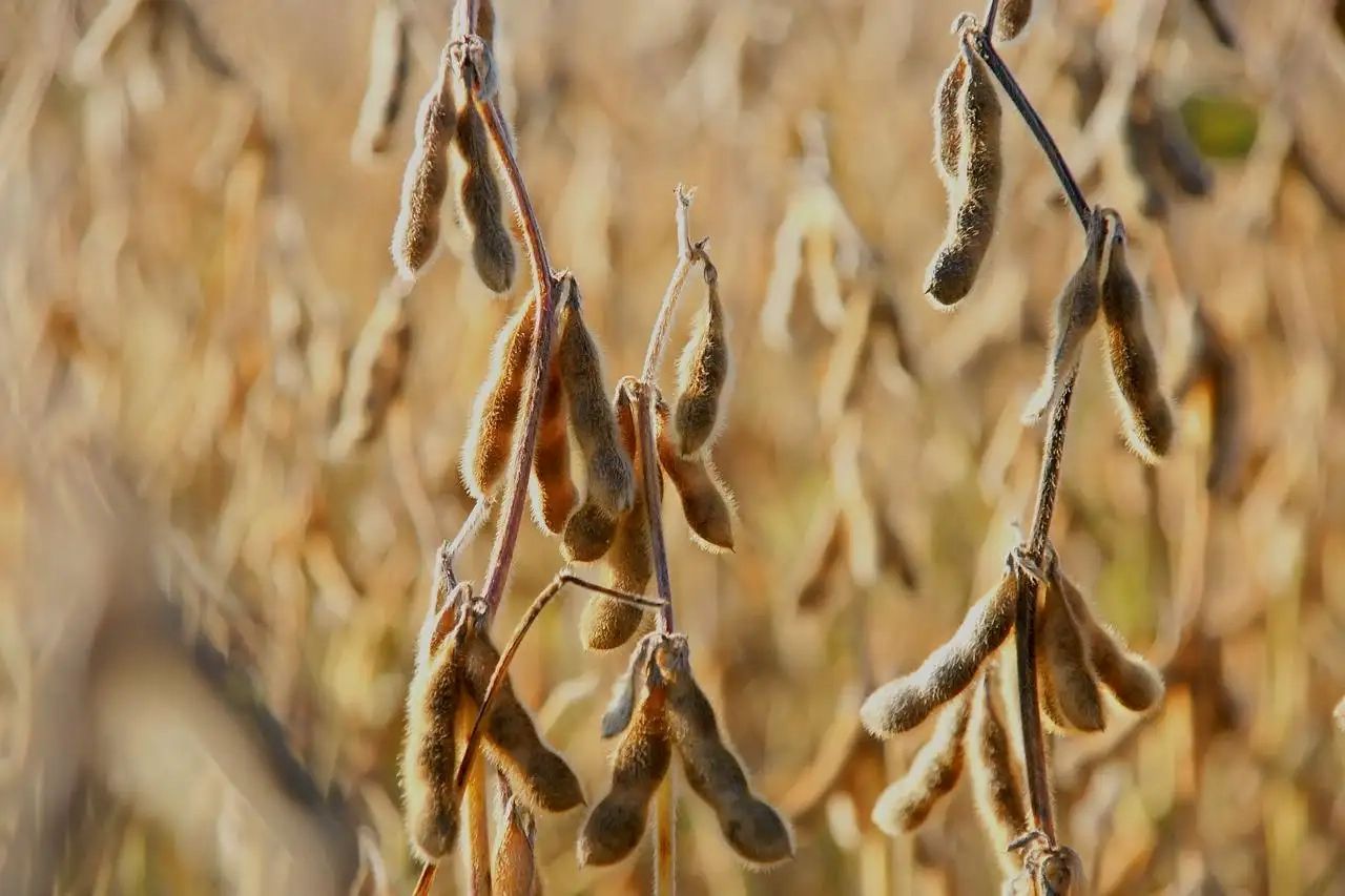 Soya Bean  Business In Africa, Explore Investment Opportunities in Arise IIP SEZs, Special Economic Zones Guide.