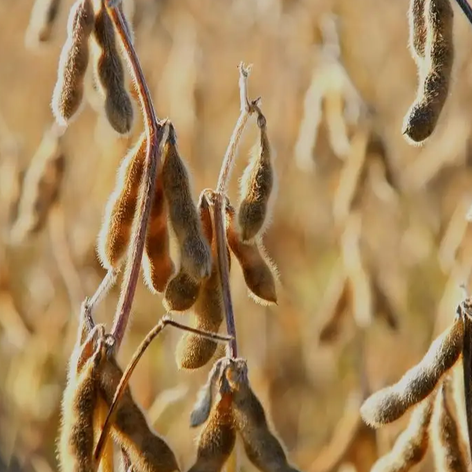 SOYA BEAN CAPABILITIES & FACILITIES IN IPRFZ