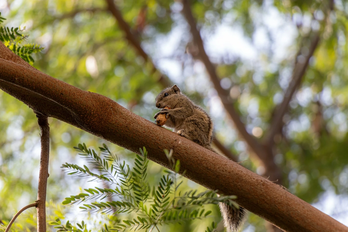 Groundnut