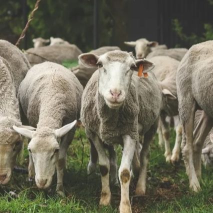 Animal Husbandry Business Investment in BSEZ, Rwanda, Africa, Industry Opportunities for Investors in Arise IIP SEZs, Special Economic Zones.