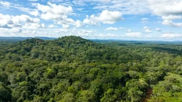 Timber & Wood Processing Business Investment in ZESKM, Democratic Republic of Congo, Africa, Industry Opportunities for Investors in Arise IIP SEZs, Special Economic Zones.