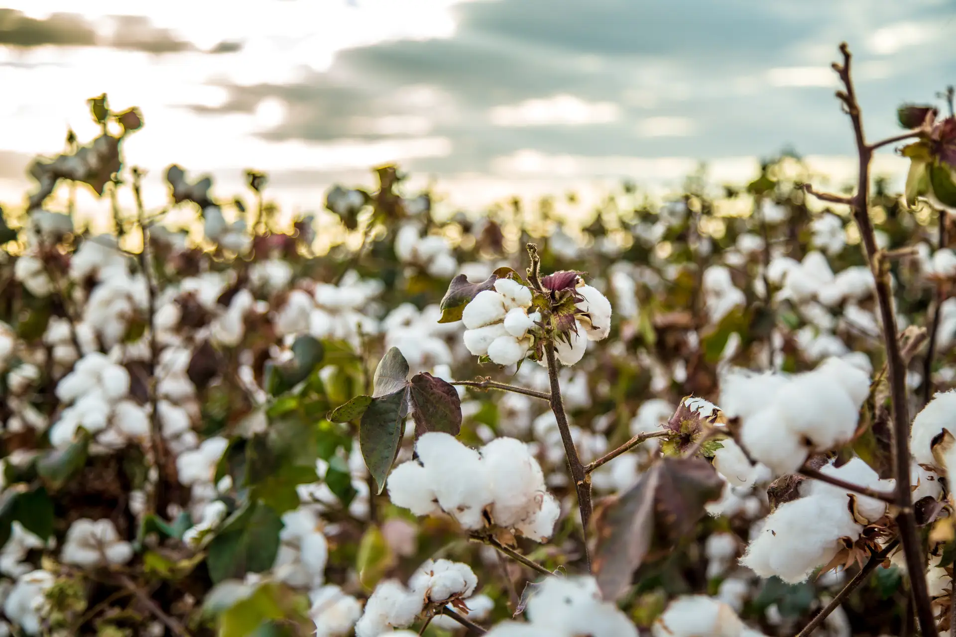 Textile business, cotton farms fields plantations, africa for investors, sustainable cotton, Arise IIP SEZsjpg