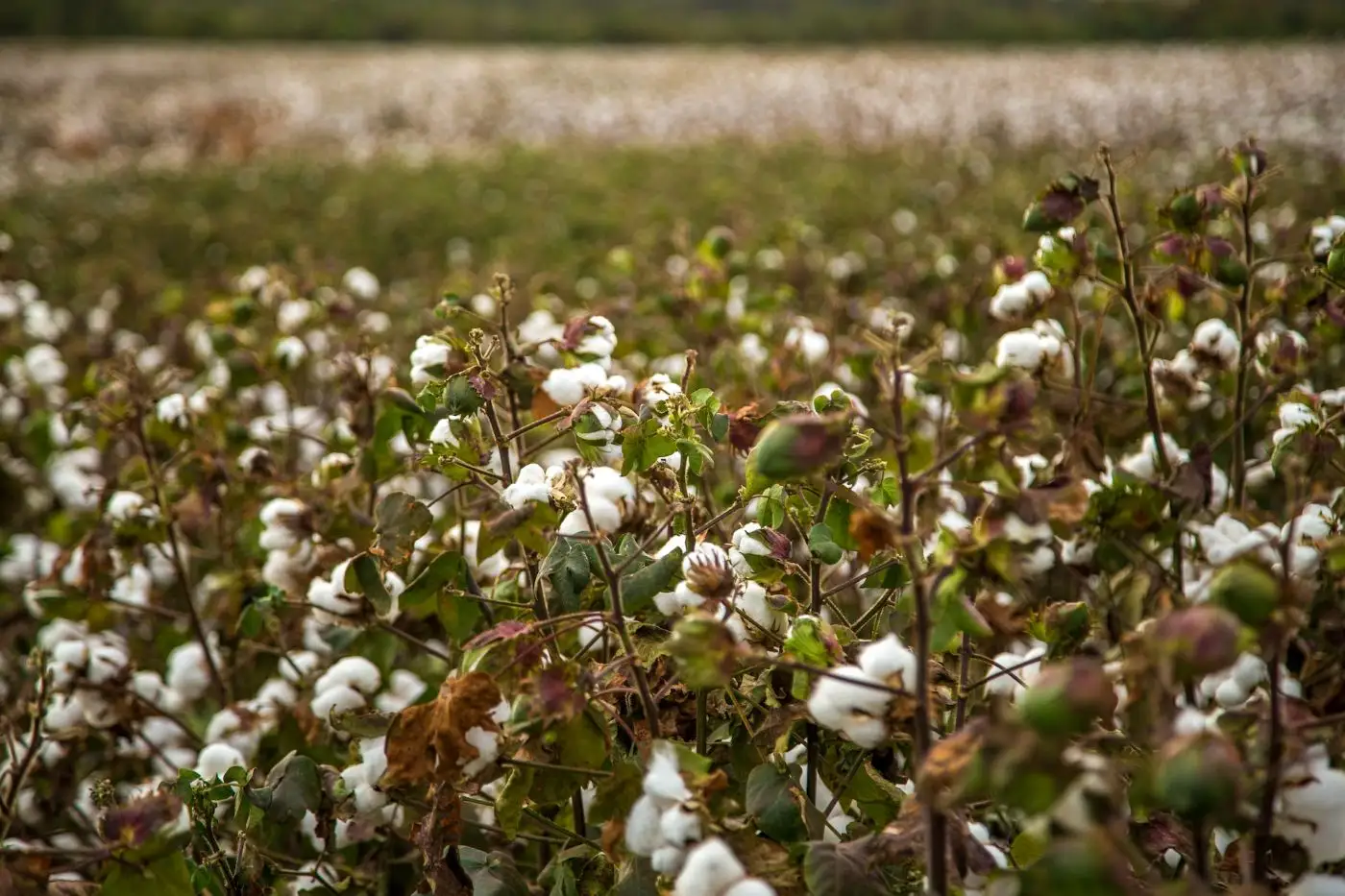 Why Middle East Investors Should Turn to Africa’s Textile Industry? Africa’s Textile Goldmine: Cotton, Wool & Beyond,Africa For Investors, Arise IIP SEZs