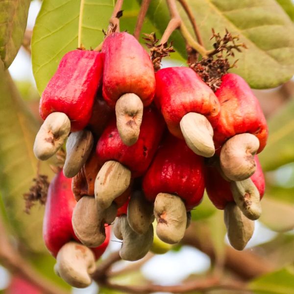 Cashew, Africa For Investors, Arise IIP SEZs