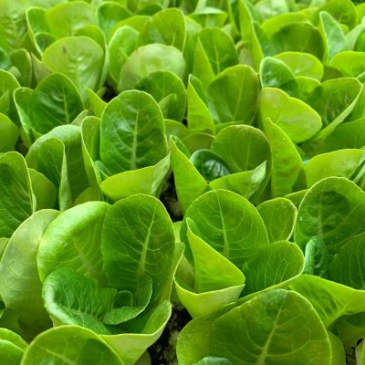 Horticulture Market Size