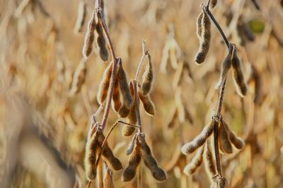 Soya Bean Market Size