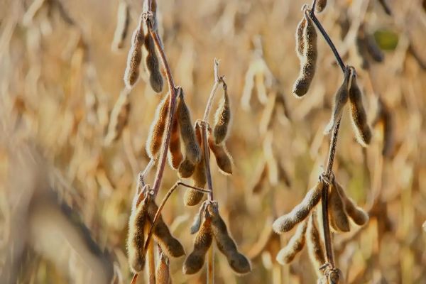 Soybeans, Africa For Investors, Arise IIP SEZs